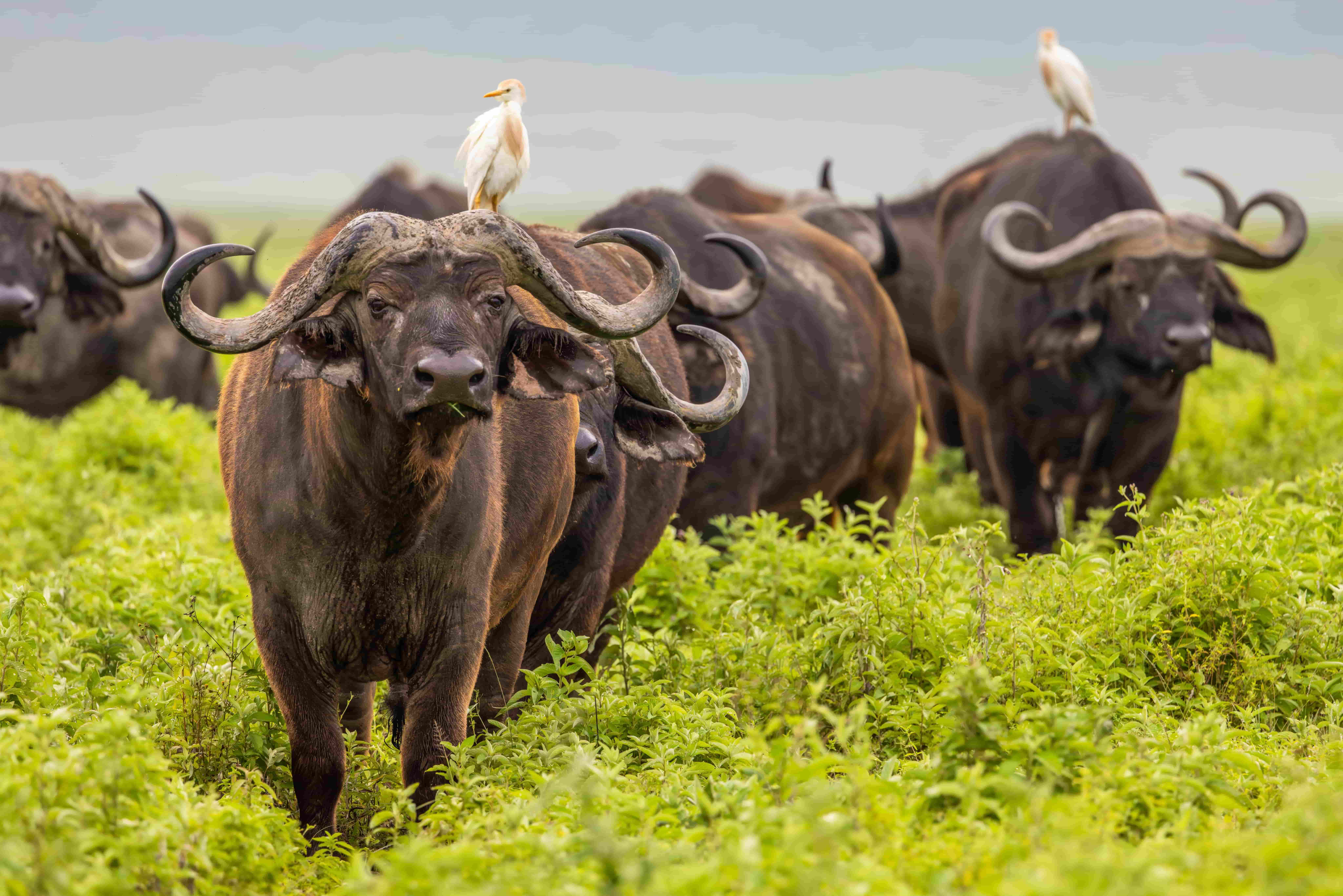18 Days of Safari, Wilderness & Island Escape