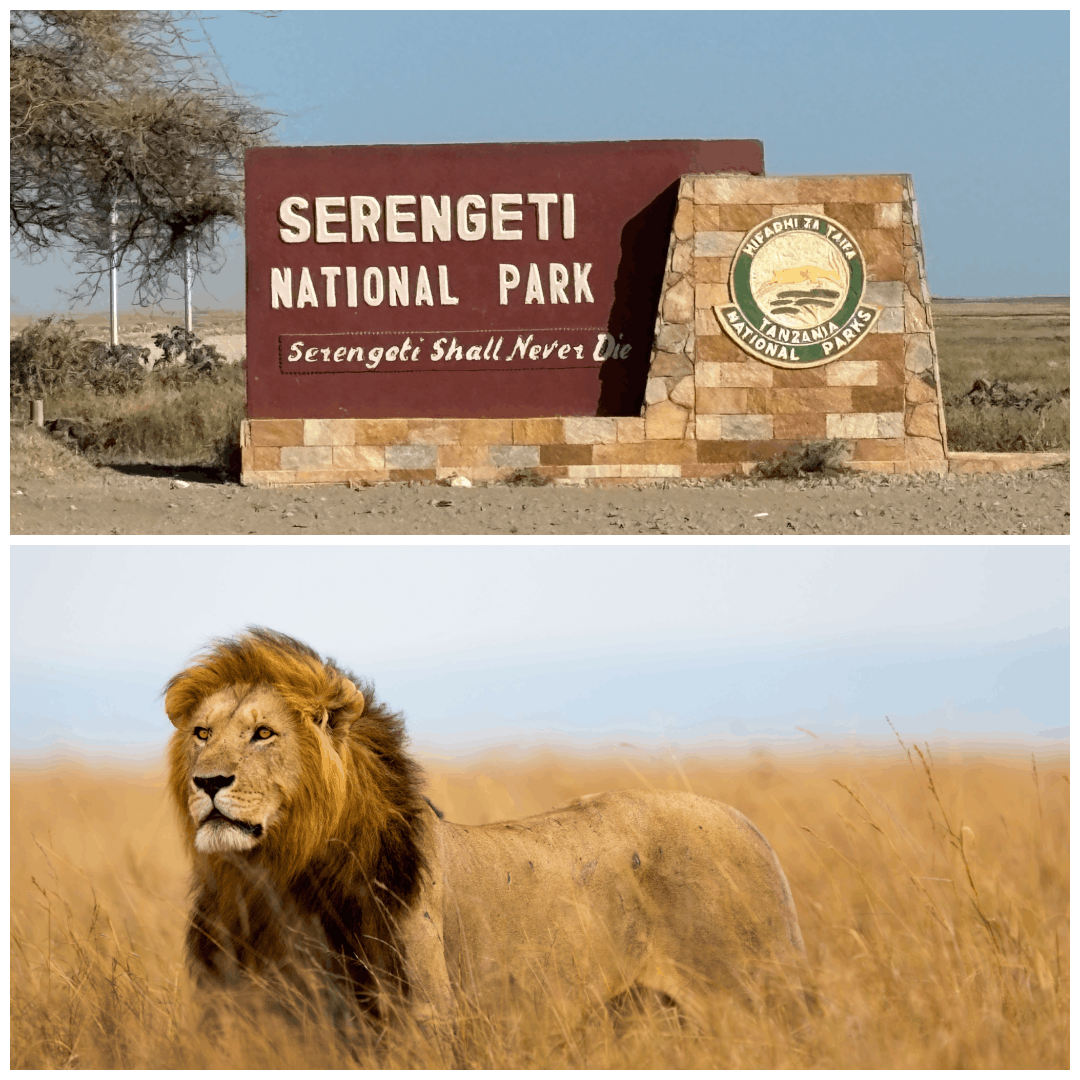 Activity Image