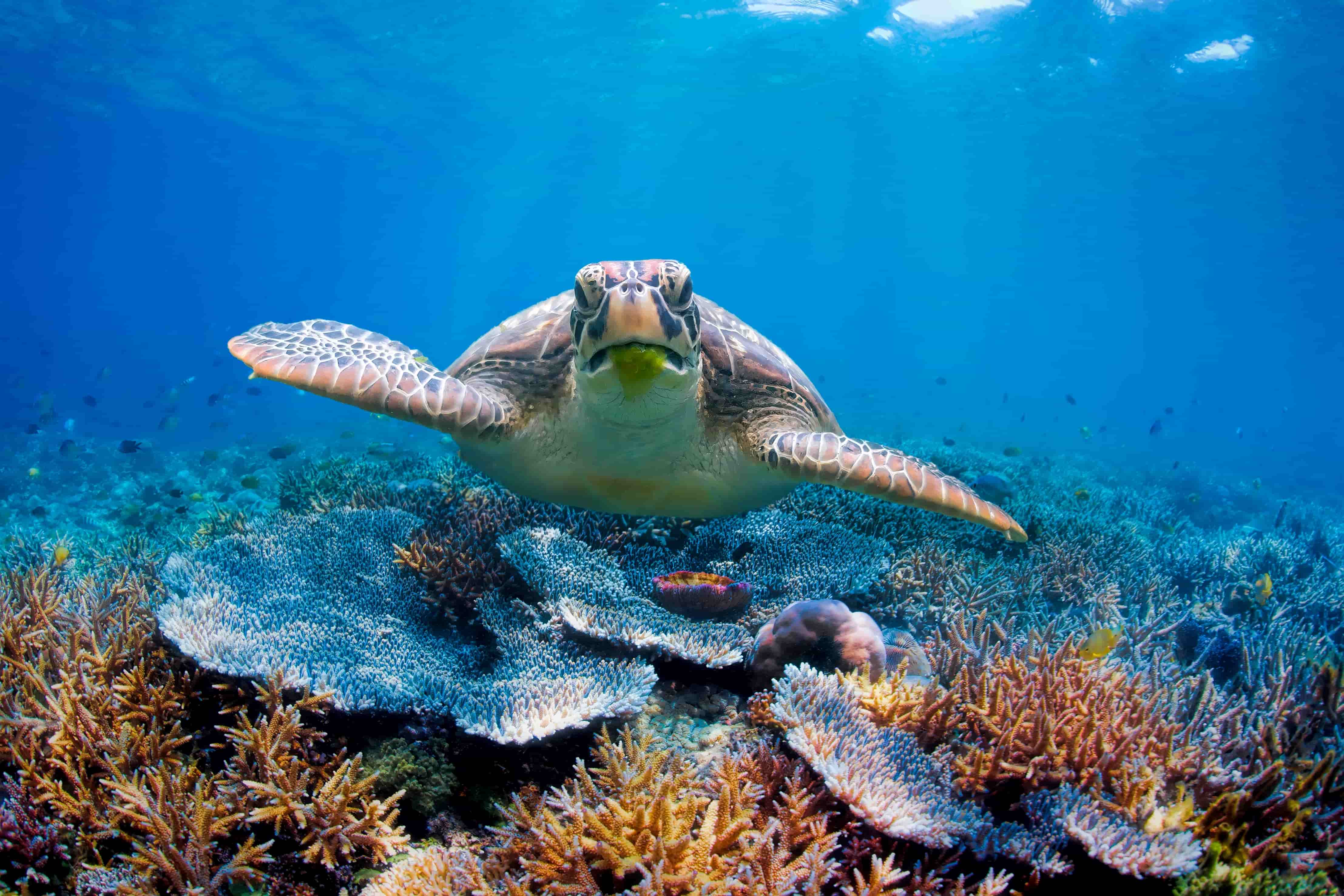 Diving in Zanzibar