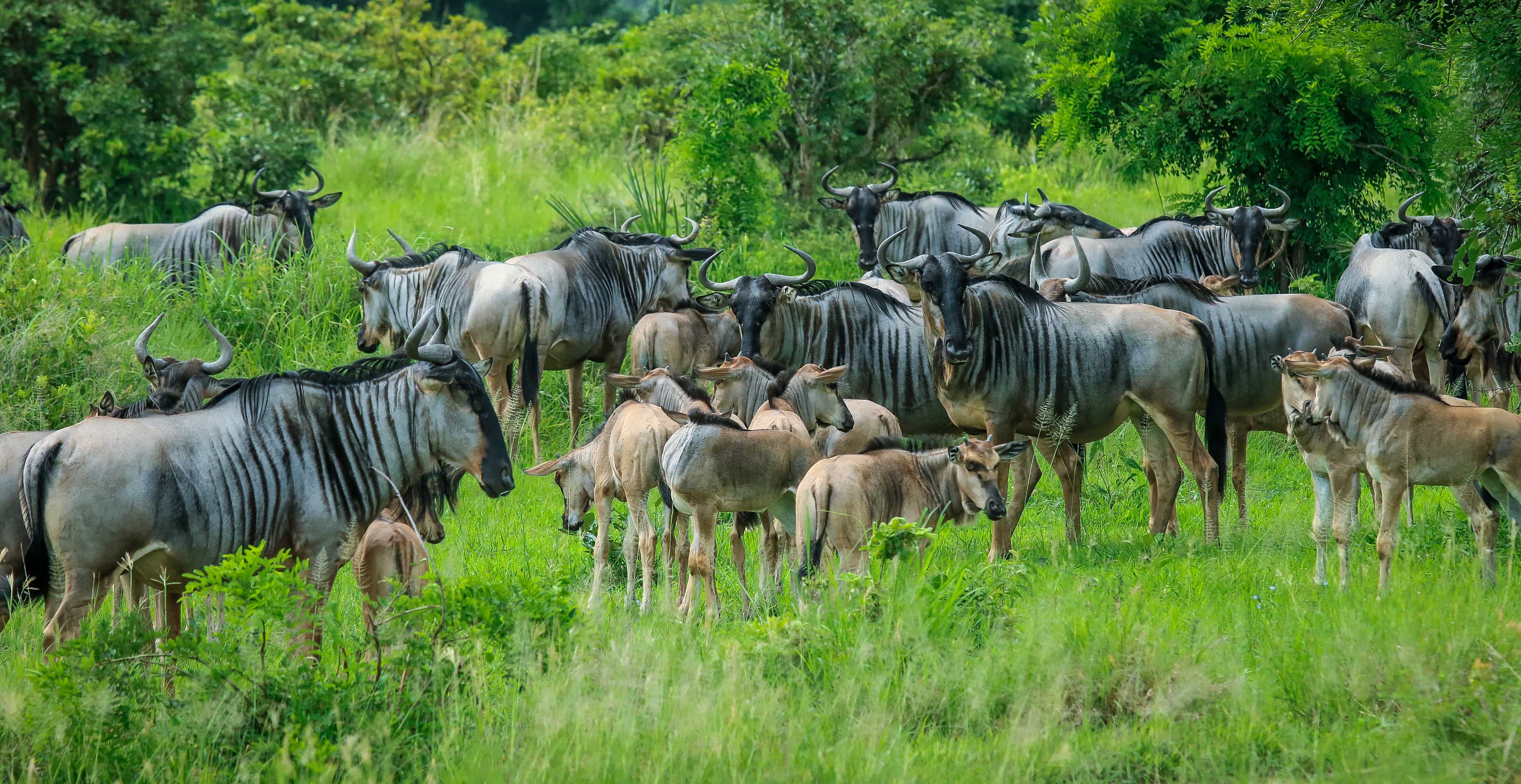 Mikumi National Park Safari Tanzania