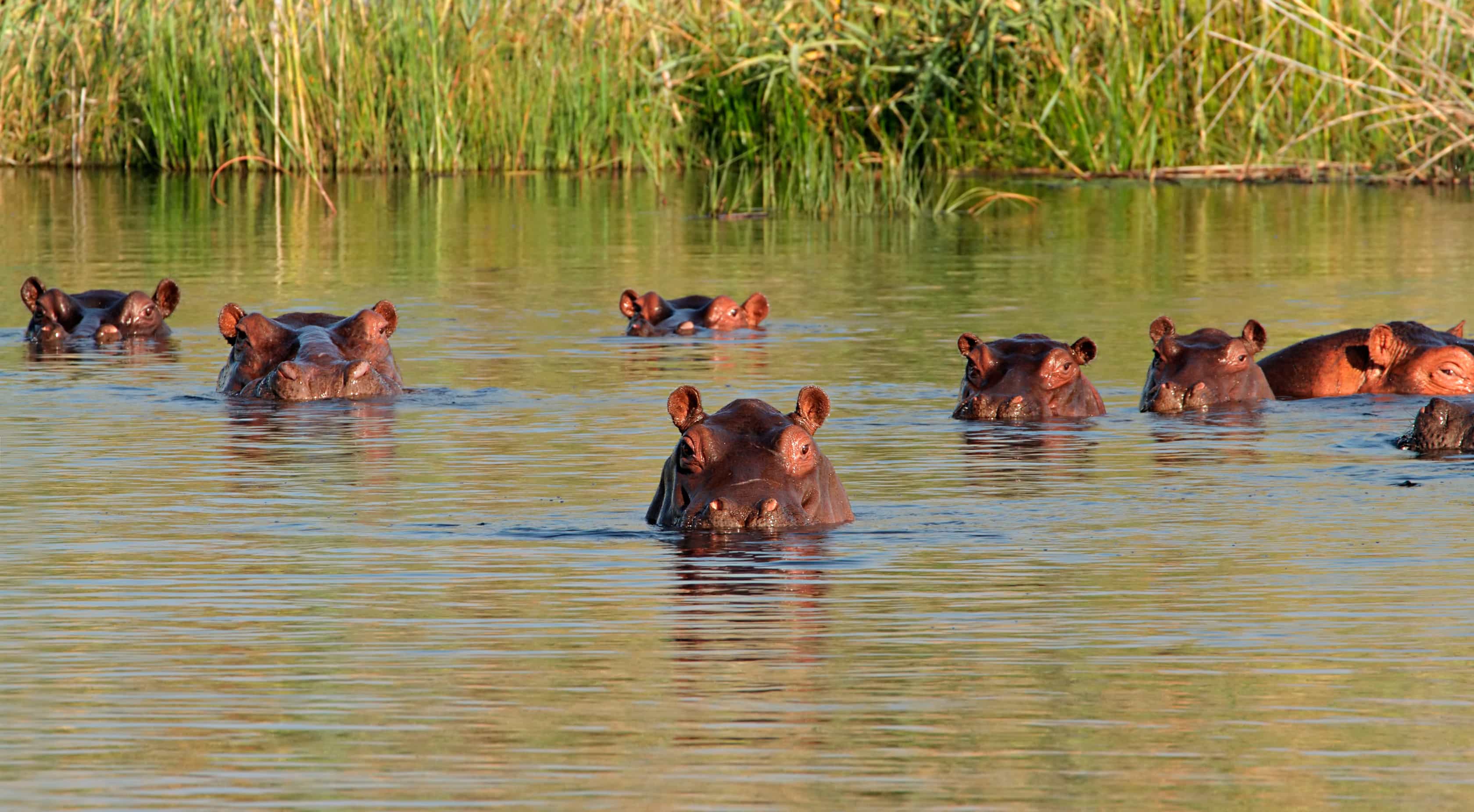 Katavi Safari