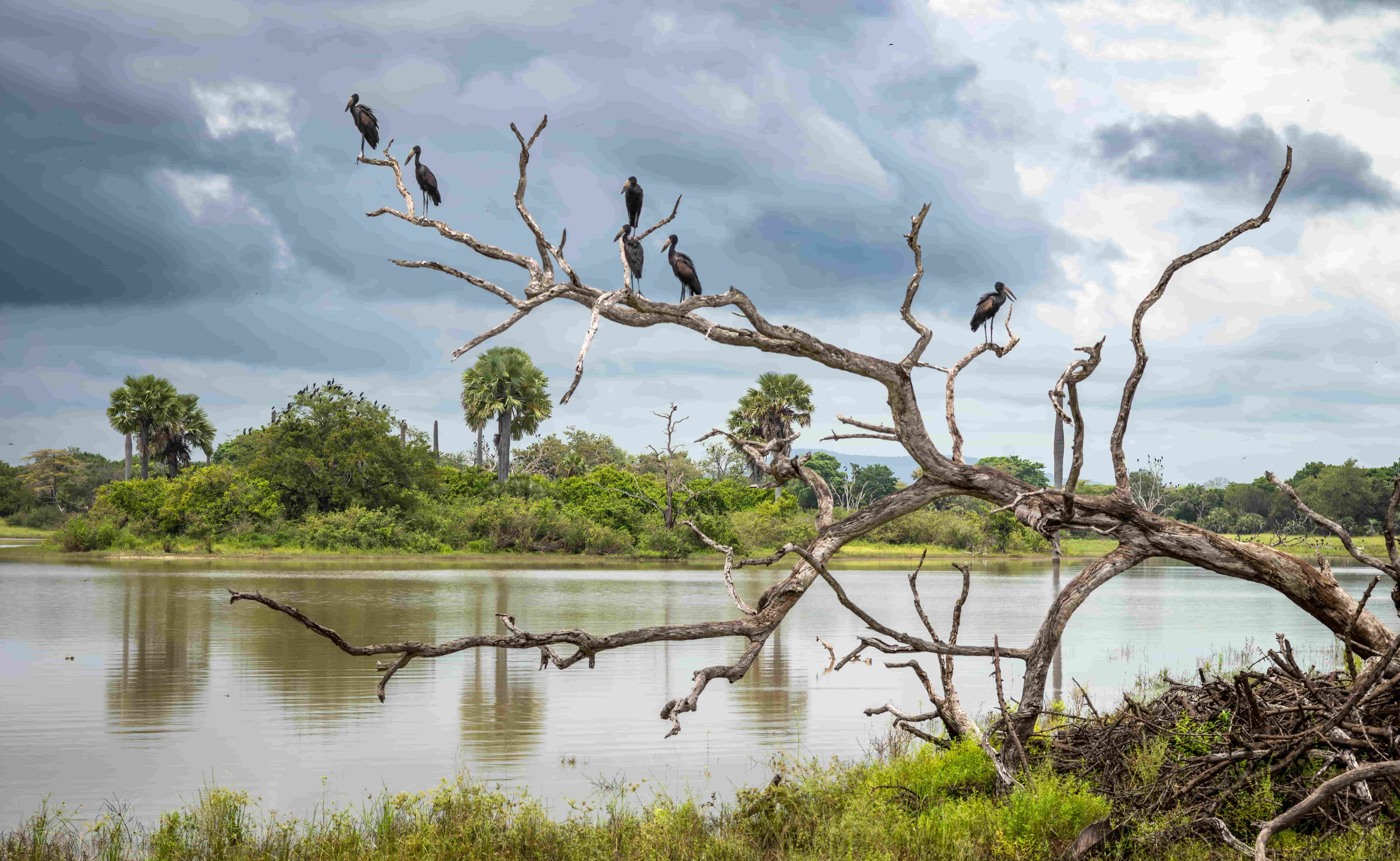 Southern Tanzania Safari Adventure