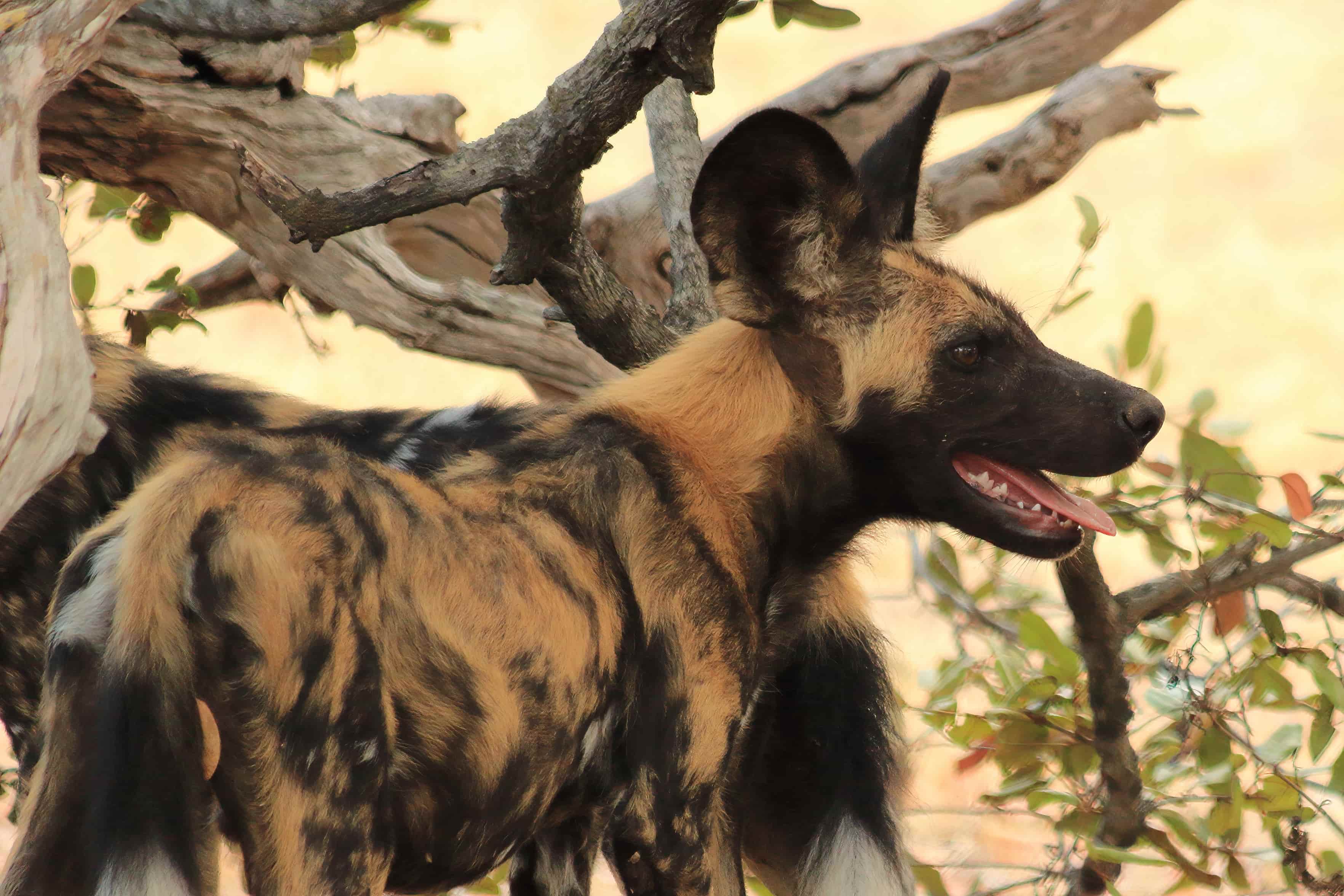 Mkomazi Safari