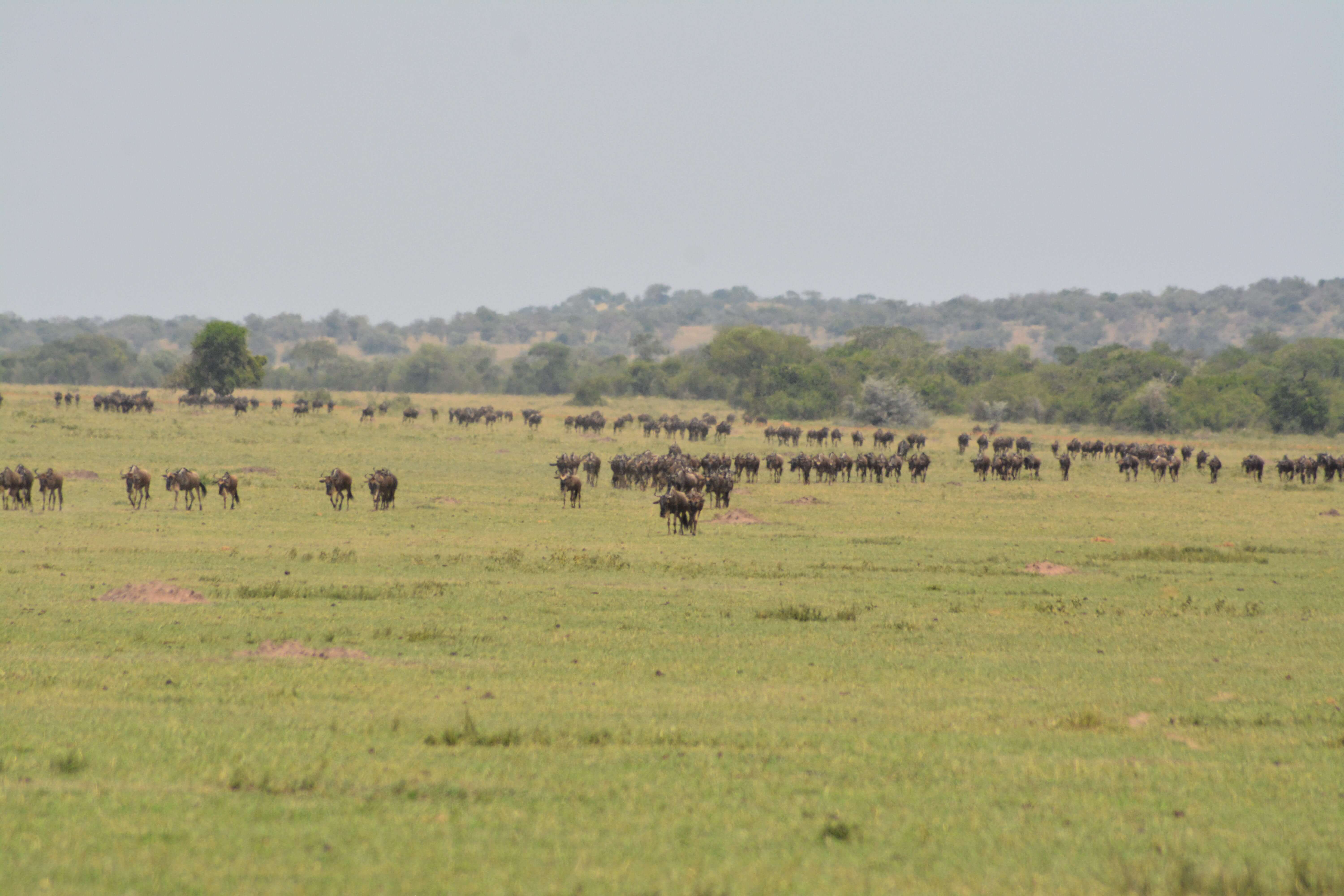 Serengeti