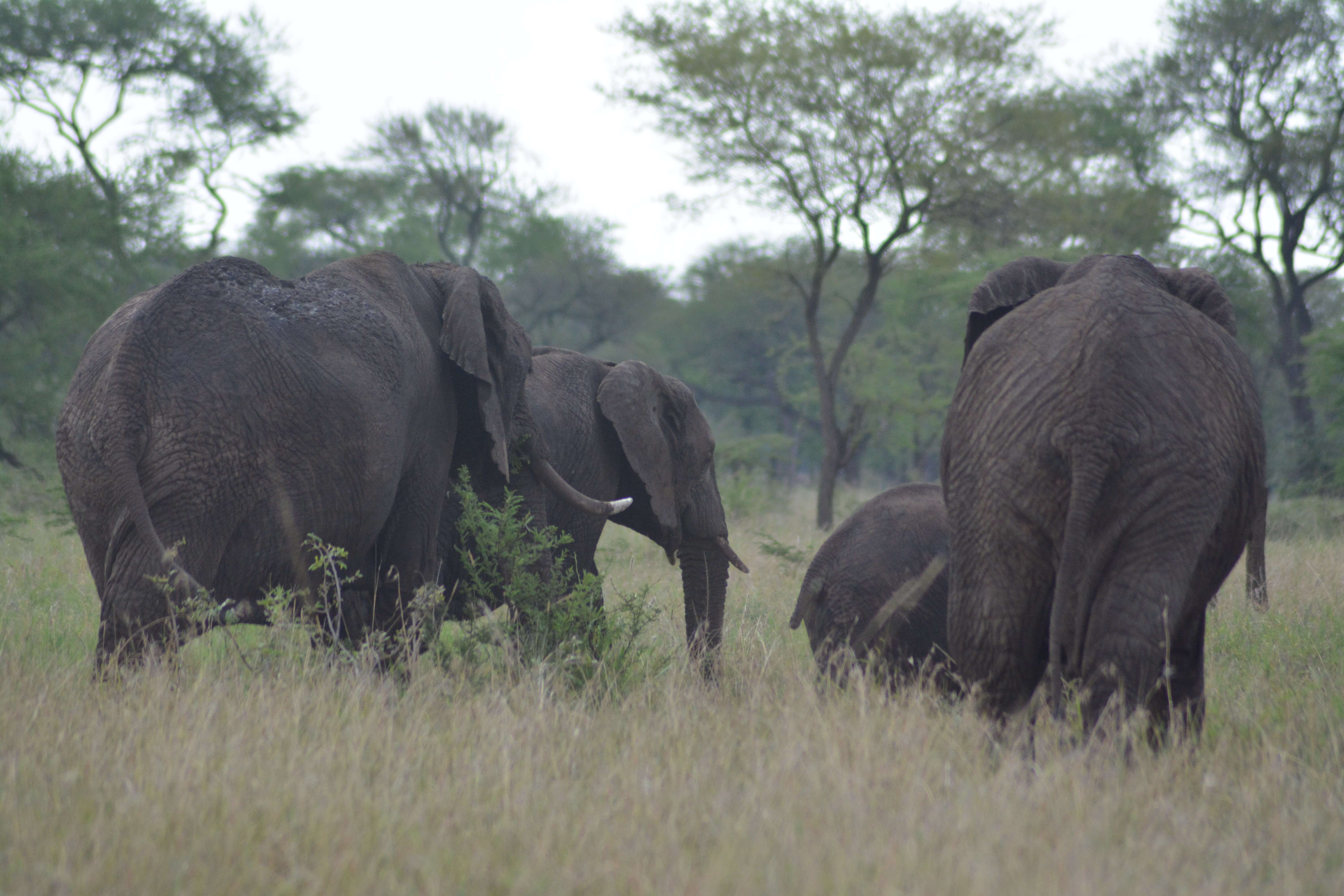 Ngorongoro Day Trip