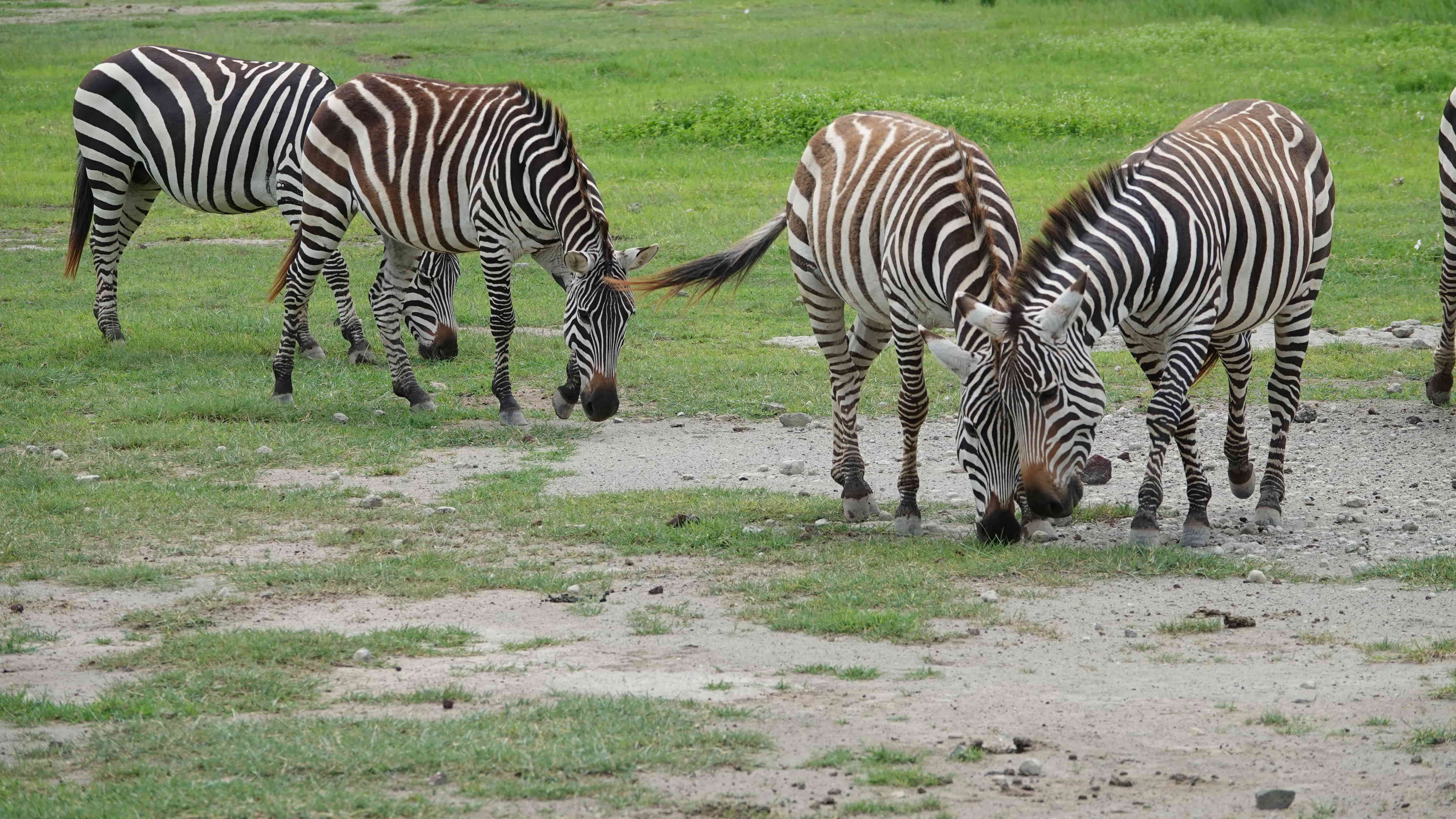 Ngorongoro
