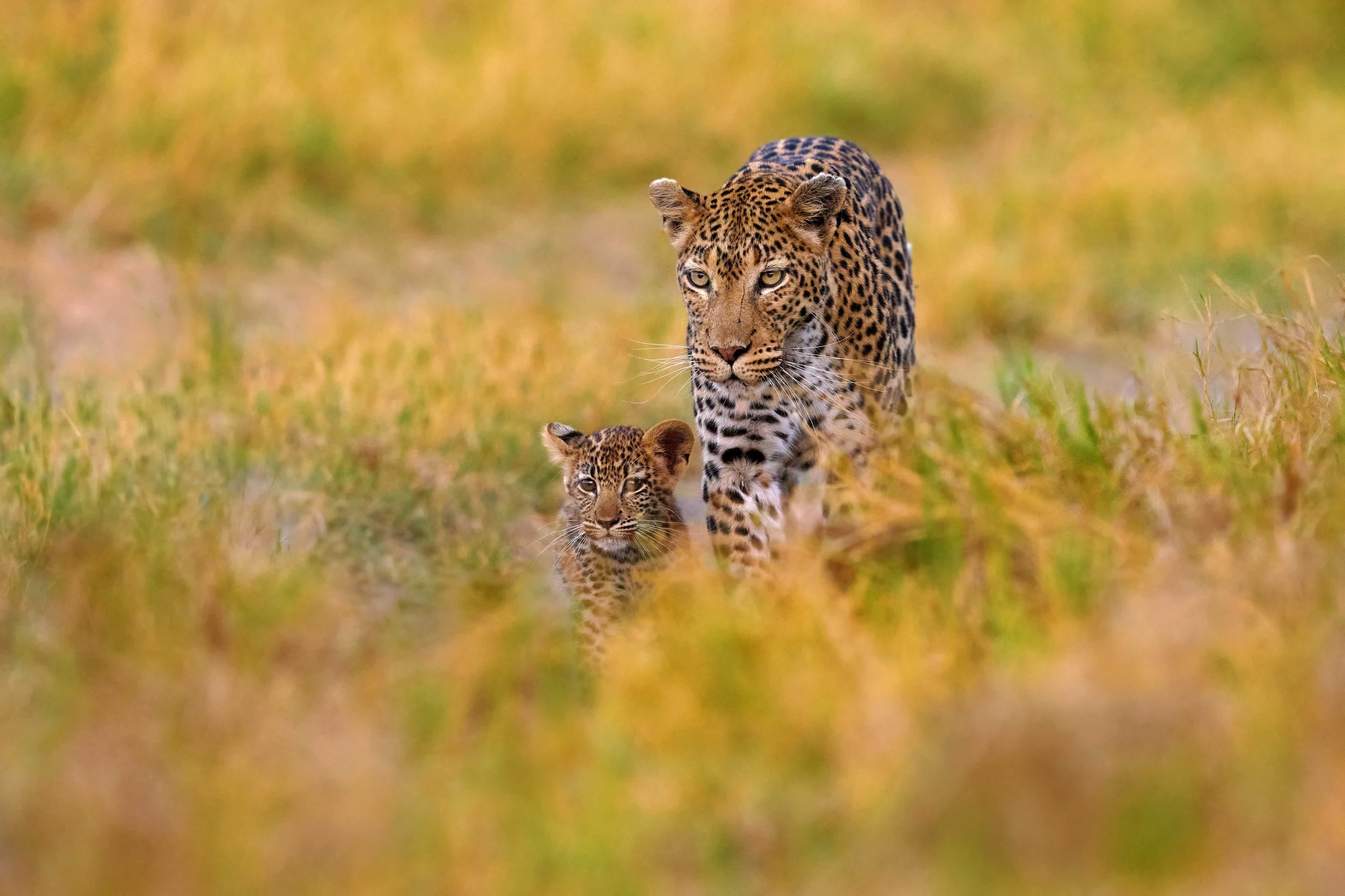 Ruaha Safari