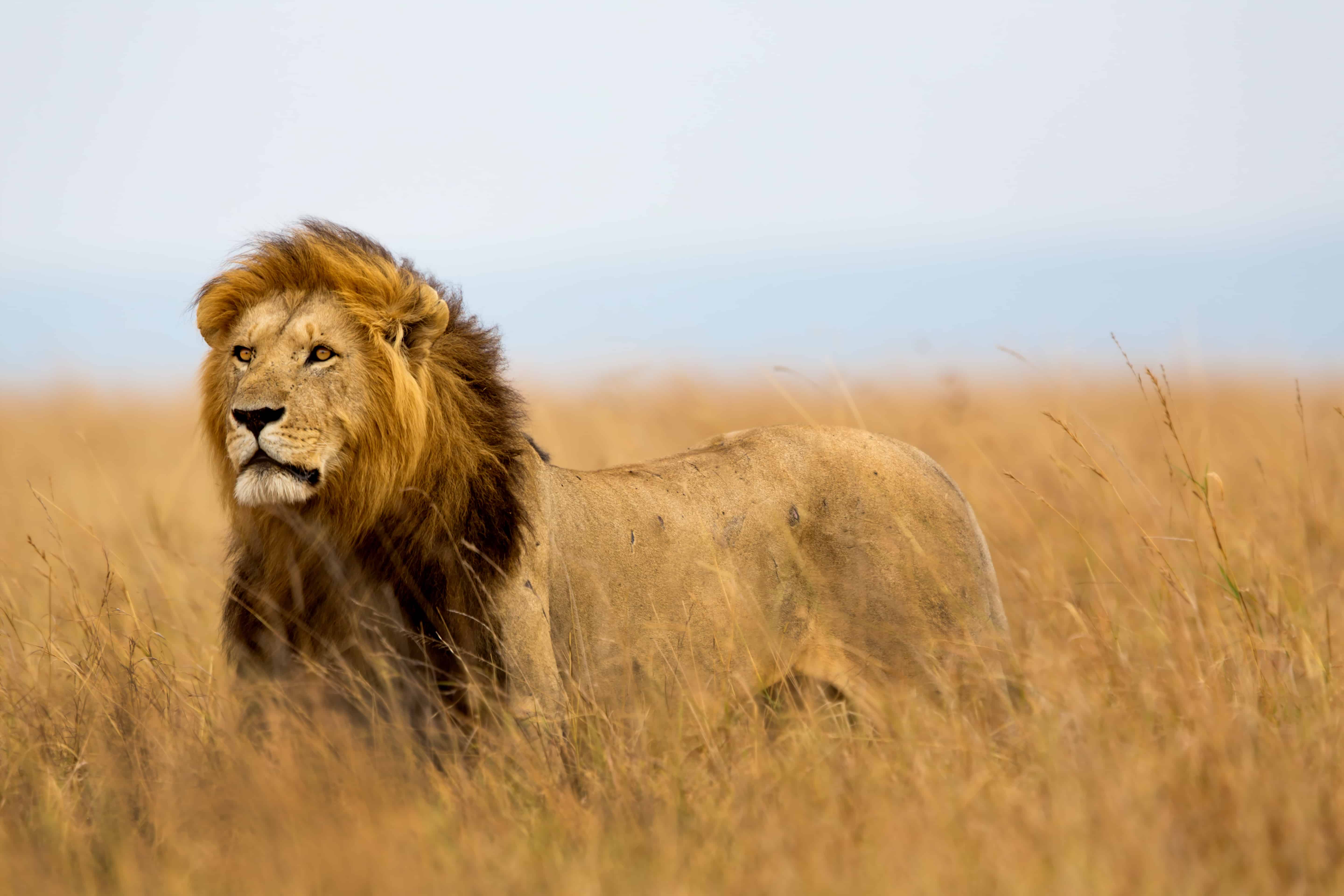 Serengeti Safari