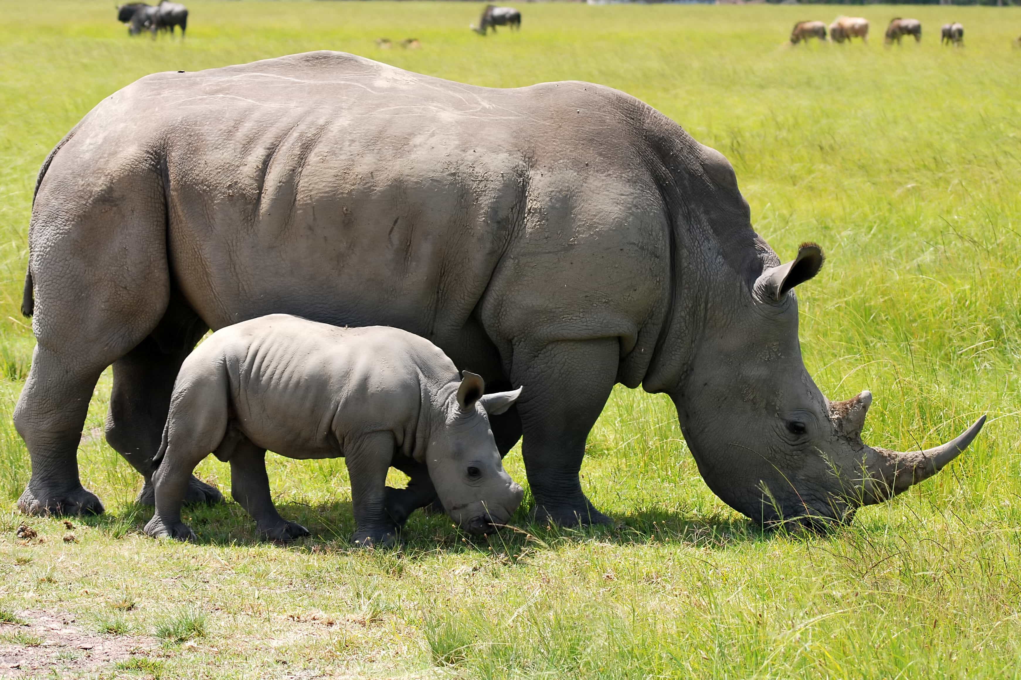 Ngorongoro Crater