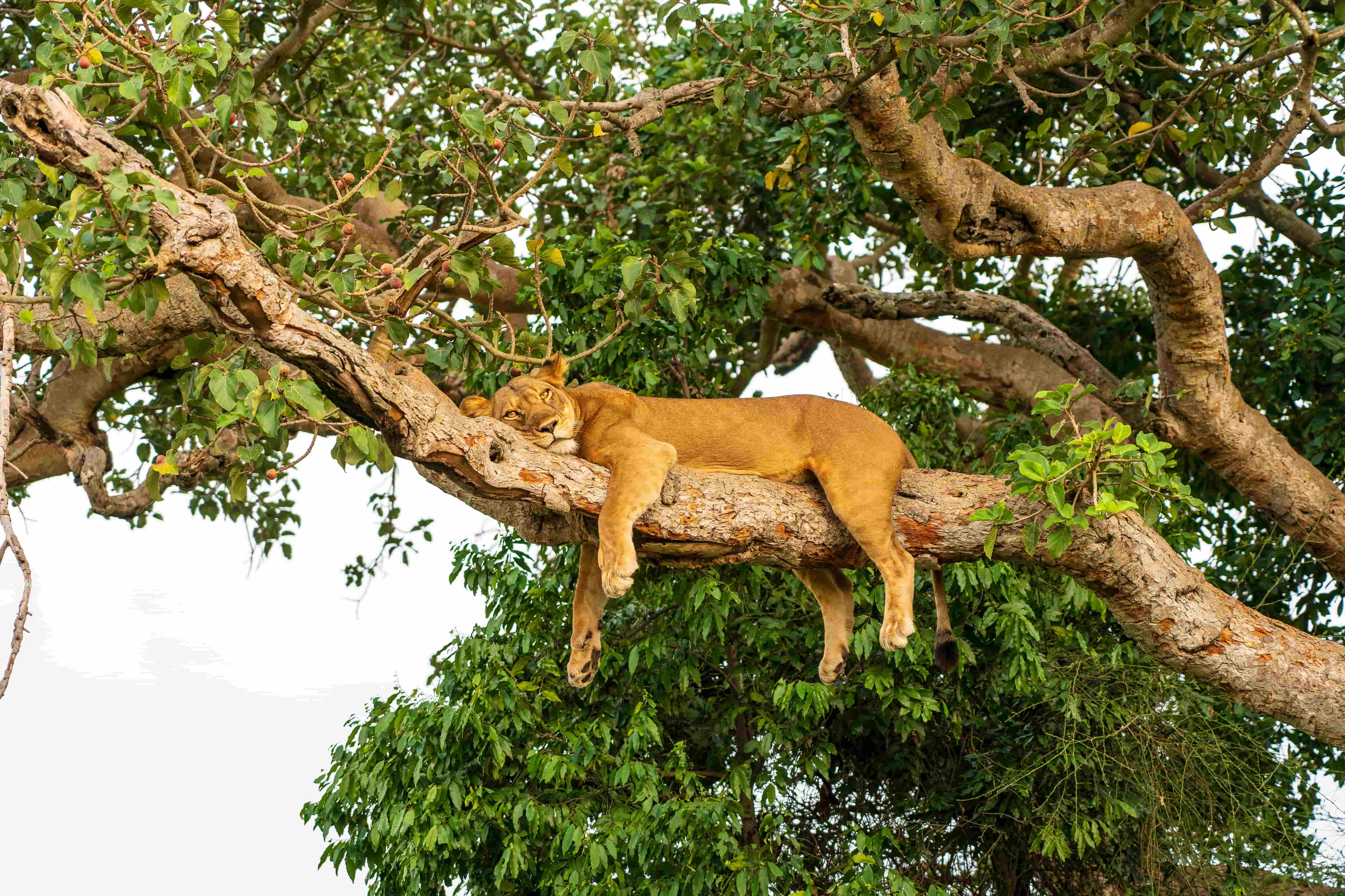 Lake Manyara Safari