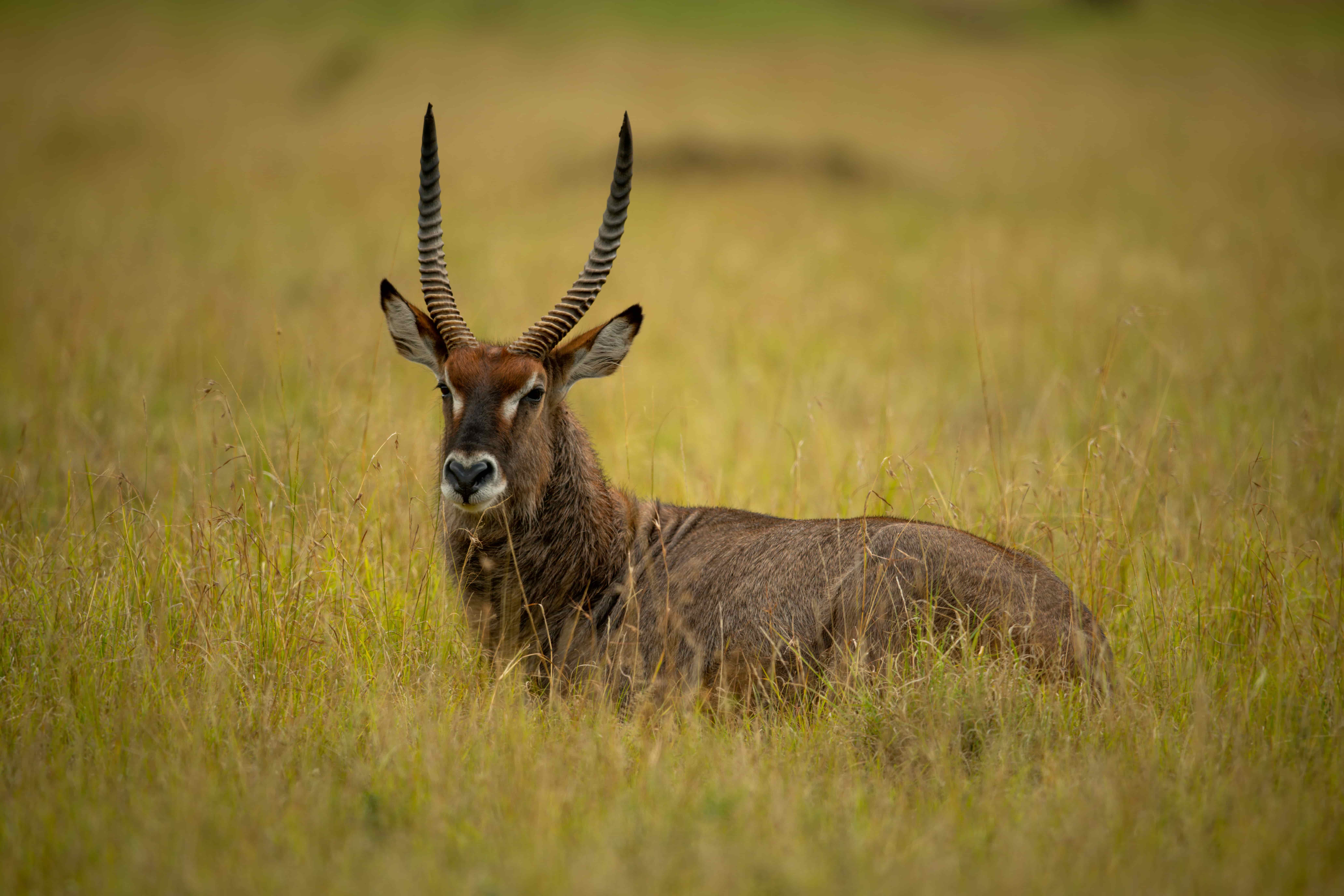 Saadani Safari
